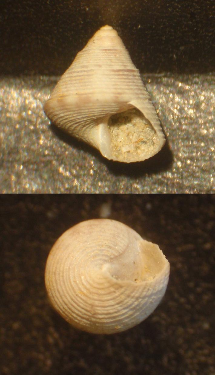 Trochidae